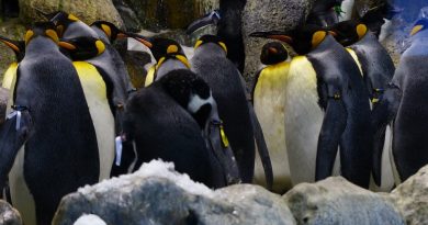 Pingüinos Rey
