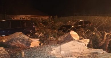 Pino Polideportivo de Boadilla. El árbol cayó sobre varios vehículos aparcados