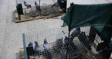 Campaña periódica de control de palomas 2019