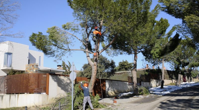 Teleboadilla. Operarios retiran ramas de los árboles después del temporal Filomena