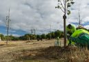 Boadilla refuerza su infraestructura verde con la plantación de 210 nuevos árboles