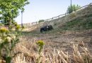Boadilla avanza en la campaña anual de desbroce