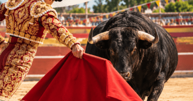 Boadilla prepara unas fiestas con tradición taurina para todas las edades