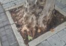 «¡Aquí falta un árbol!», iniciativa para ver el estado del arbolado urbano