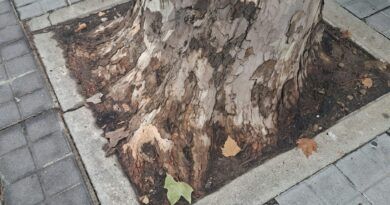 «¡Aquí falta un árbol!», iniciativa para ver el estado del arbolado urbano